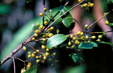 APII jpeg image of Denhamia bilocularis  © contact APII