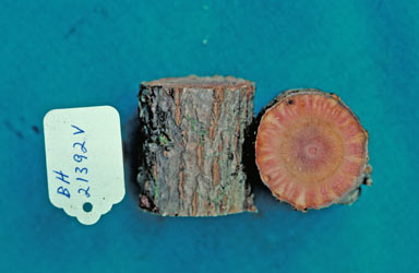 APII jpeg image of Nothocnide repanda  © contact APII