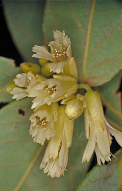 APII jpeg image of Aceratium concinnum  © contact APII