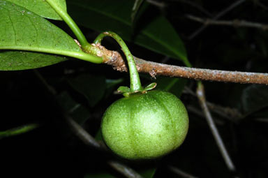 APII jpeg image of Actephila traceyi  © contact APII