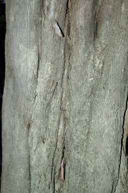 APII jpeg image of Diospyros geminata  © contact APII