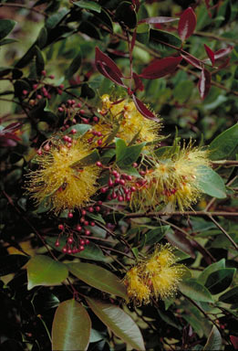 APII jpeg image of Syzygium fibrosum  © contact APII