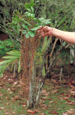 APII jpeg image of Cupaniopsis flagelliformis  © contact APII