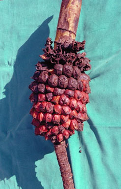 APII jpeg image of Musa jackeyi  © contact APII