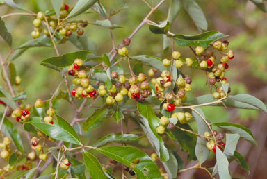 APII jpeg image of Alectryon connatus  © contact APII