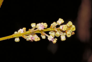 APII jpeg image of Jagera madida  © contact APII