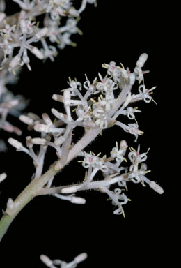 APII jpeg image of Carnarvonia araliifolia var. araliifolia  © contact APII
