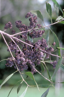 APII jpeg image of Acacia cincinnata  © contact APII