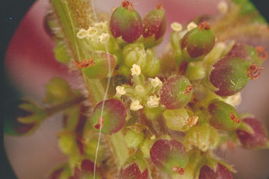 APII jpeg image of Trema tomentosa  © contact APII