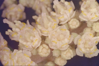 APII jpeg image of Synima macrophylla  © contact APII