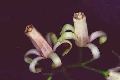 APII jpeg image of Dysoxylum arborescens  © contact APII