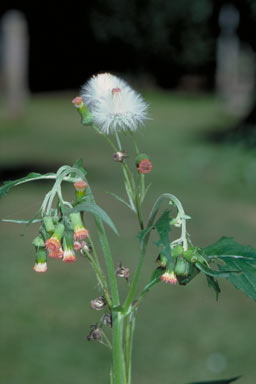 APII jpeg image of Crassocephalum crepidioides  © contact APII