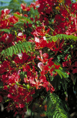 APII jpeg image of Delonix regia  © contact APII