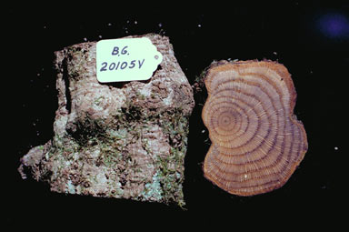 APII jpeg image of Hypserpa smilacifolia  © contact APII