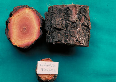 APII jpeg image of Cissus adnata  © contact APII