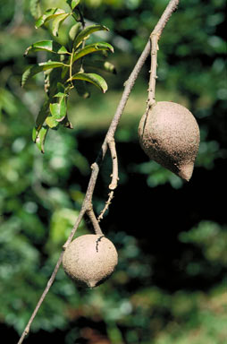 APII jpeg image of Ibatiria furfuracea  © contact APII