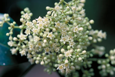 APII jpeg image of Emmenosperma alphitonioides  © contact APII