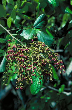 APII jpeg image of Austrosteenisia mollitricha  © contact APII