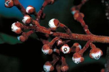 APII jpeg image of Aglaia meridionalis  © contact APII