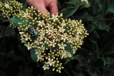 APII jpeg image of Auranticarpa ilicifolia  © contact APII