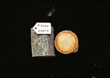 APII jpeg image of Melodorum crassipetalum  © contact APII