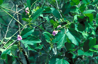 APII jpeg image of Canavalia papuana  © contact APII