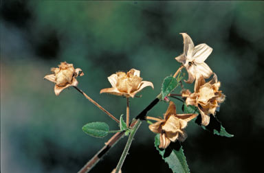 APII jpeg image of Hibiscus vitifolia  © contact APII