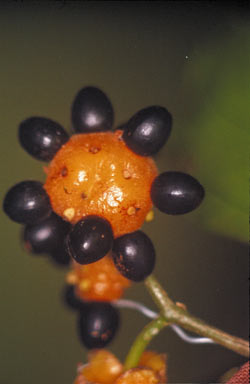 APII jpeg image of Levieria acuminata  © contact APII