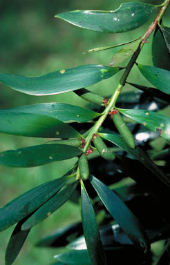 APII jpeg image of Agathis robusta  © contact APII