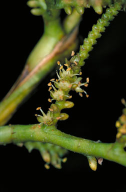 APII jpeg image of Calamus radicalis  © contact APII