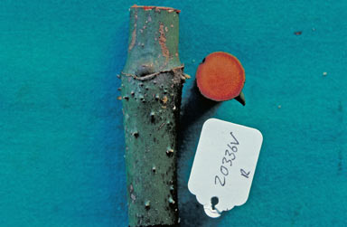 APII jpeg image of Ripogonum album  © contact APII