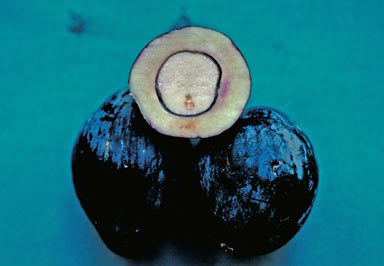 APII jpeg image of Niemeyera discolor  © contact APII