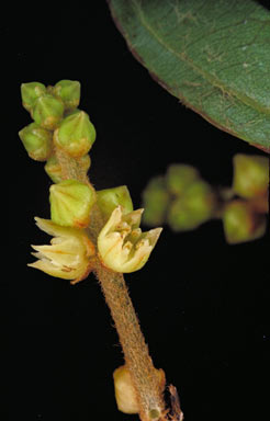 APII jpeg image of Sageretia hamosa  © contact APII