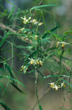 APII jpeg image of Geitonoplesium cymosum  © contact APII