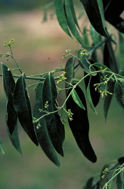 APII jpeg image of Leichhardtia cymulosa  © contact APII