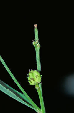 APII jpeg image of Microstachys chamaelea  © contact APII