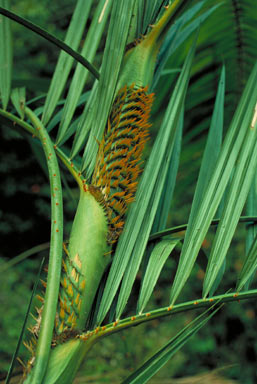 APII jpeg image of Calamus moti  © contact APII