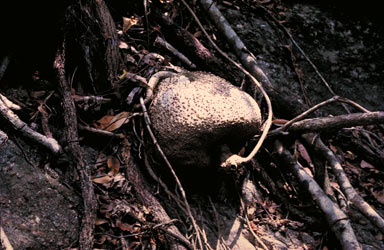 APII jpeg image of Stephania tuberosa  © contact APII