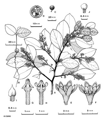 APII jpeg image of Cryptocarya bellendenkerana  © contact APII