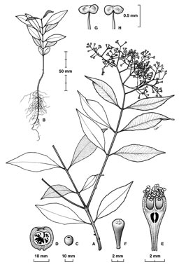 APII jpeg image of Syzygium resa  © contact APII