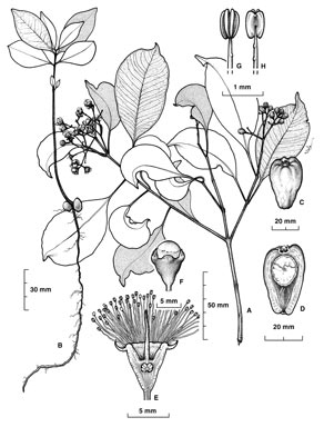 APII jpeg image of Syzygium velarum  © contact APII