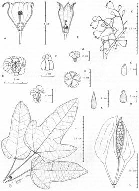 APII jpeg image of Brachychiton acerifolius  © contact APII