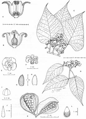 APII jpeg image of Brachychiton diversifolius subsp. diversifolius  © contact APII