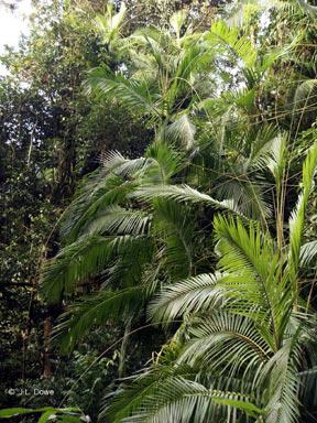 APII jpeg image of Calamus radicalis  © contact APII