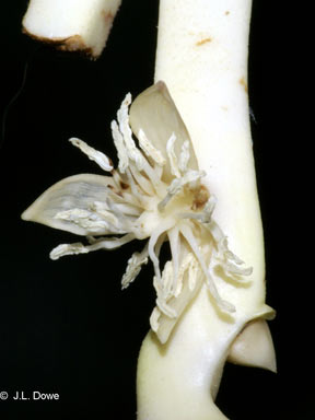 APII jpeg image of Archontophoenix myolensis  © contact APII