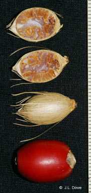 APII jpeg image of Archontophoenix myolensis  © contact APII