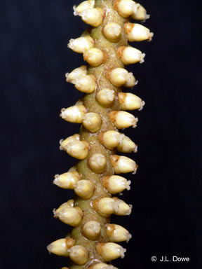 APII jpeg image of Linospadix minor  © contact APII