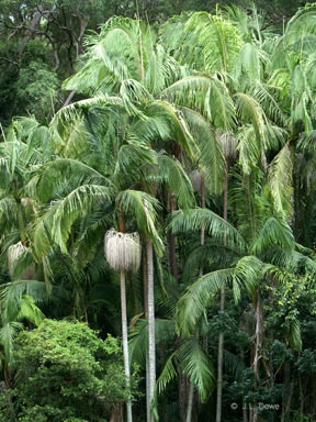 APII jpeg image of Archontophoenix cunninghamiana  © contact APII