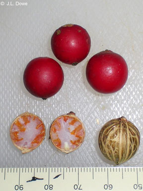 APII jpeg image of Archontophoenix cunninghamiana  © contact APII