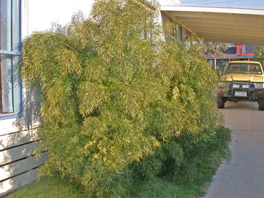 APII jpeg image of Acacia cognata  © contact APII